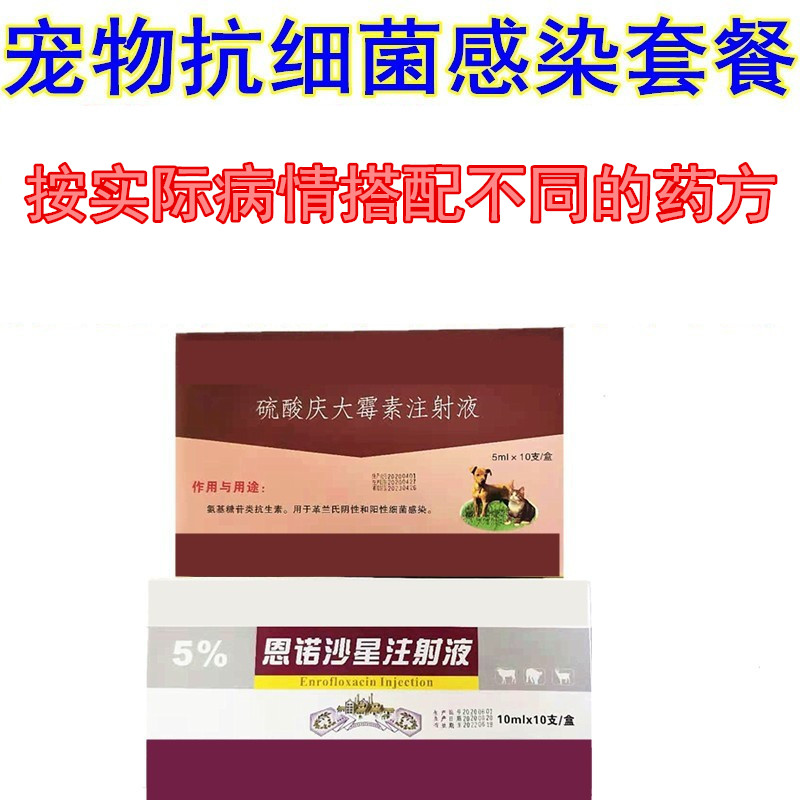 肛门腺炎细菌感染溃烂针剂宠物犬