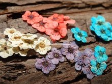 小水仙花小星花迷你干花压花手作DIY干花滴胶手工材料包植物标本