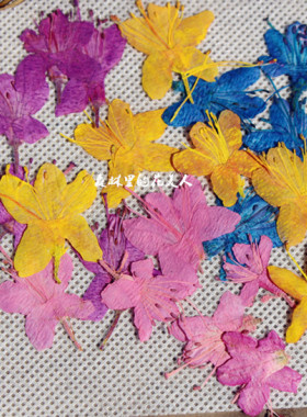 森林里的花美人  Fior杜鹃花 映山红  pressed flowers押花干花