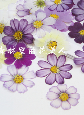 格桑花压花干花真花标本热卖爆品