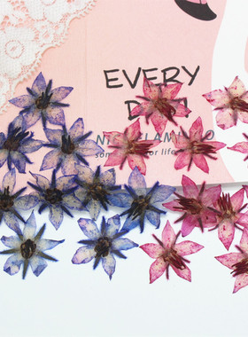 森林里的花美人 琉璃苣干花押花pressed flowers植物标本教学压花