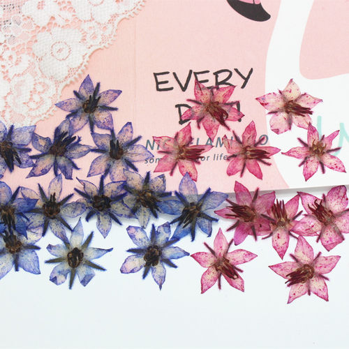 森林花美人琉璃植物标本