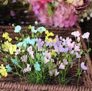 森林里的花美人 pressed flowers 霞草满天星压花干花押花材料