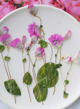 干花压花带枝鸡冠花手工饰品滴胶