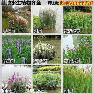 水培水生花卉美人蕉旱伞草水竹再力花黄菖蒲千屈菜苗池塘湿地植物