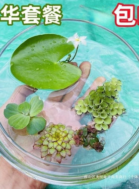 浮萍水草鱼缸造景水上植物一叶莲肚兜萍水牡丹活体水培净化水质
