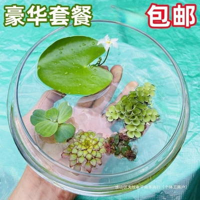 #浮萍水草鱼缸造景水上植物一叶莲肚兜萍水牡丹活体水培净化水质