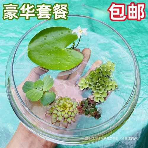浮萍水草鱼缸造景水上植物一叶莲肚兜萍水牡丹活体水培净化水质