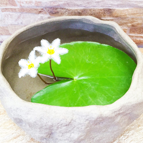 一叶莲带花苞碗莲鱼虾缸净化水质