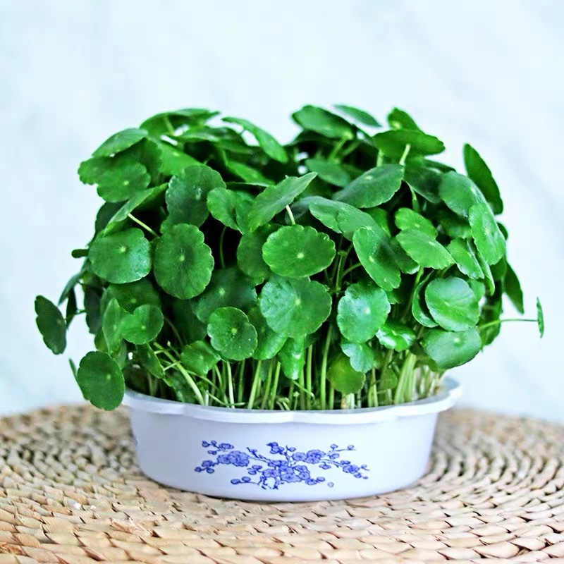 带叶铜钱草盆栽水培水养室内植物招财桌面绿植花卉趣味转运金钱草