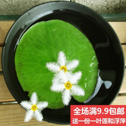 一叶莲碗莲水生花卉水培植物室内阳台四季开花美盆栽鱼缸浮萍睡莲