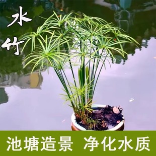 水竹水生水培养植物龟水竹盆栽水棕竹池塘鱼龟缸造景旱伞草风车草