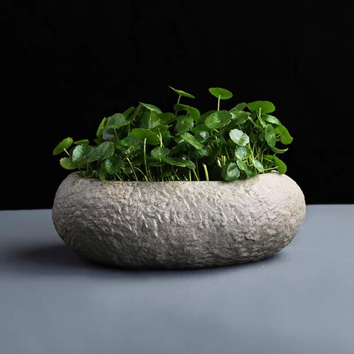 铜钱草盆景绿萝水培植物好养室内花草招财金钱草四季常青盆栽绿植