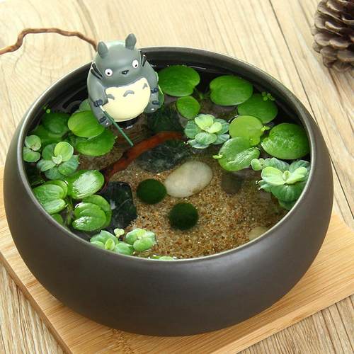 微景观生态瓶龙猫植物水培海藻球