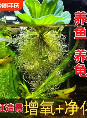 水芙蓉浮萍水草鱼池净化水质植物增氧真草室内外乌龟养鱼种植古法