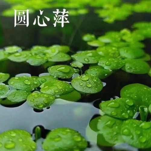 圆心萍浮萍净化水质吸收硝酸盐水培绿植庭院阳台鱼虾龟缸漂浮水草