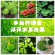 浮萍水草植物鱼缸造景水培植物和鱼共养冒泡一叶莲水芙蓉水葫芦