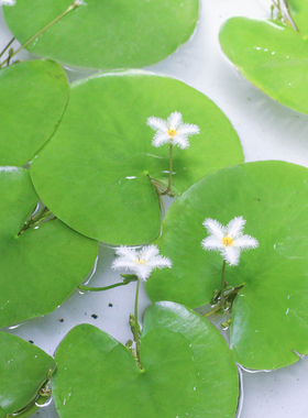 一叶莲水草水生水培植物净化水质碗莲活睡莲鱼缸造景浮萍养龟真草