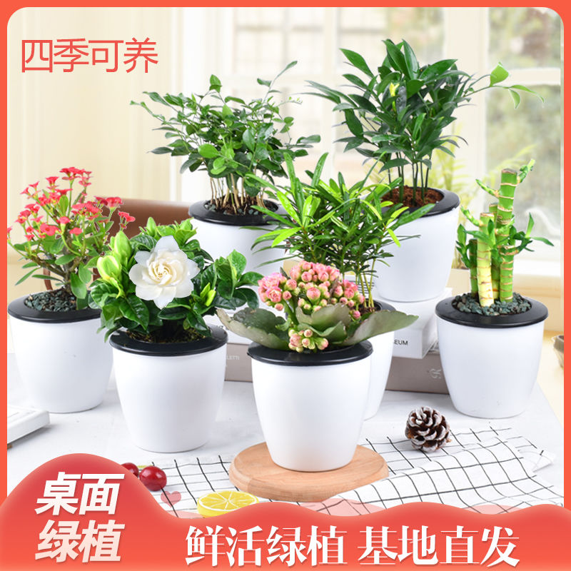 花卉盆栽栀子花长寿花室内好养绿植办公桌面绿萝水培植物芦荟文竹
