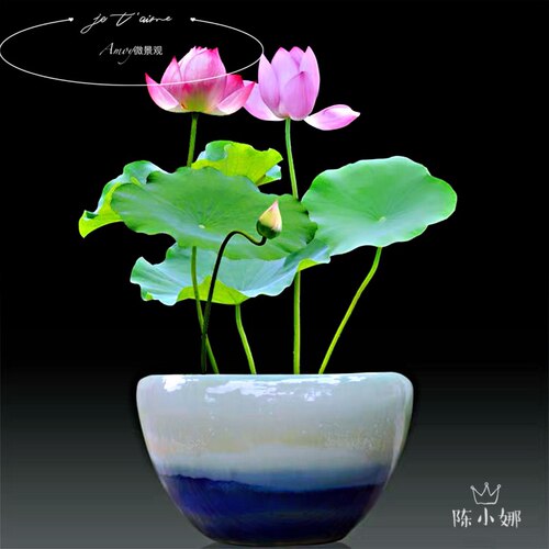 碗莲水培植物根茎四季微型小荷花
