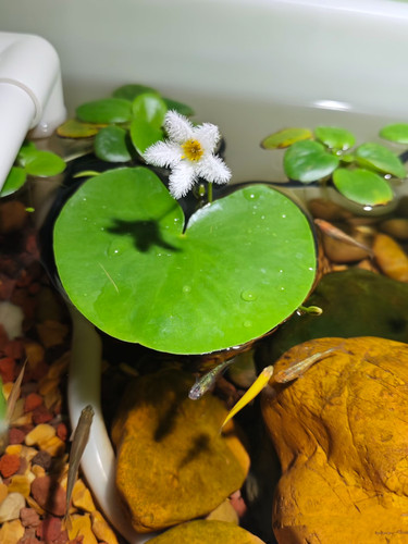一叶莲碗莲室内水培植物花卉鱼缸水草造景好养水生睡莲净化水质