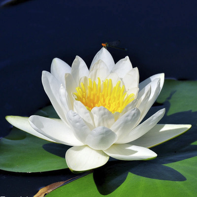 欧洲芳香四季种植盆栽开花白睡莲
