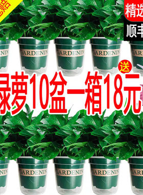 绿萝水培大量盆栽室内好养绿罗绿植绿箩植物大叶绿萝180绿箩