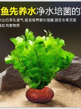 #6BVQ草植物鱼缸造景火山石真草培蜈蚣草榕阴性绿菊净化