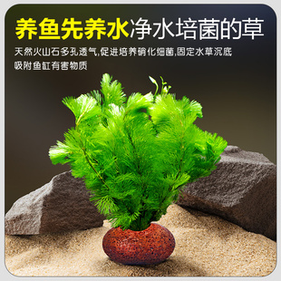 #6BVQ草植物鱼缸造景火山石真草培蜈蚣草榕阴性绿菊净化