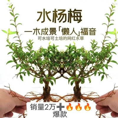 绿鱼缸造景水培水杨梅室内绿植水生植物植物懒人老桩水陆缸