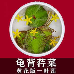 龟背一叶莲水生水培荇菜植物鱼缸水草浮萍花卉四季微造景观绿植