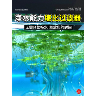 浮萍水草植物水上叶水草鱼缸净化水质的水草水芙蓉槐叶萍阴性造景