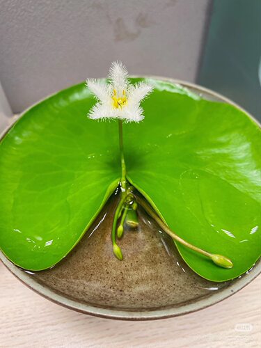 一叶莲水生花卉荷叶碗莲睡莲水培植物带花苞室内阳台莲花