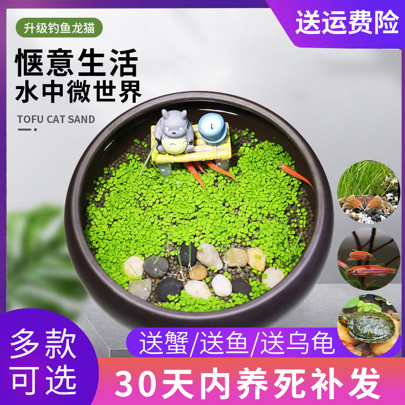 微景观龙猫垂钓办公室桌面盆栽紫砂陶瓷鱼缸植物水草创意水培植物