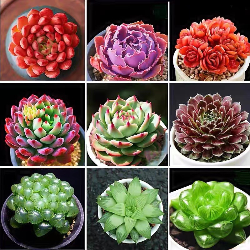 基地自产自销多肉植物小多肉花卉组合盆栽肉肉植物生石花玉露