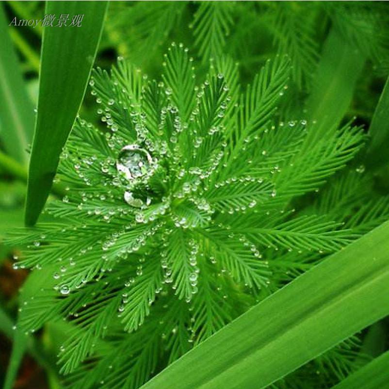 狐尾藻净水植物沼泽过滤水草大聚藻水陆缸养鱼养龟鳖淡水净化水质