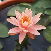 科罗拉多睡莲水培植物橘粉色芳香四季 种植盆栽室内花苗带花苞开花