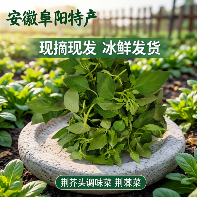 新鲜荆芥菜安徽阜阳特产现摘现发大叶荆芥头调味凉拌菜冰鲜发包邮