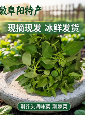 荆芥菜新鲜安徽阜阳特产现摘现发