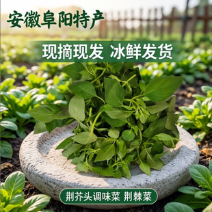 新鲜荆芥菜安徽阜阳特产现摘现发大叶荆芥头调味凉拌菜冰鲜发包邮