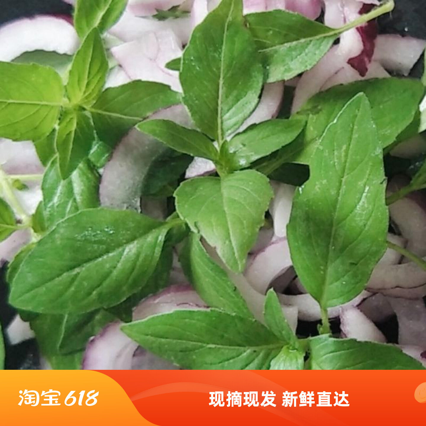 安徽阜阳特产新鲜荆芥菜现摘现发大叶荆芥调味菜农家自种冰鲜发货