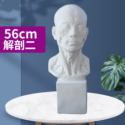 美术写生解剖二头像头部肌肉观察