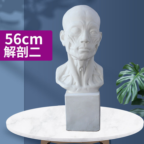 美术写生解剖二头像头部肌肉观察