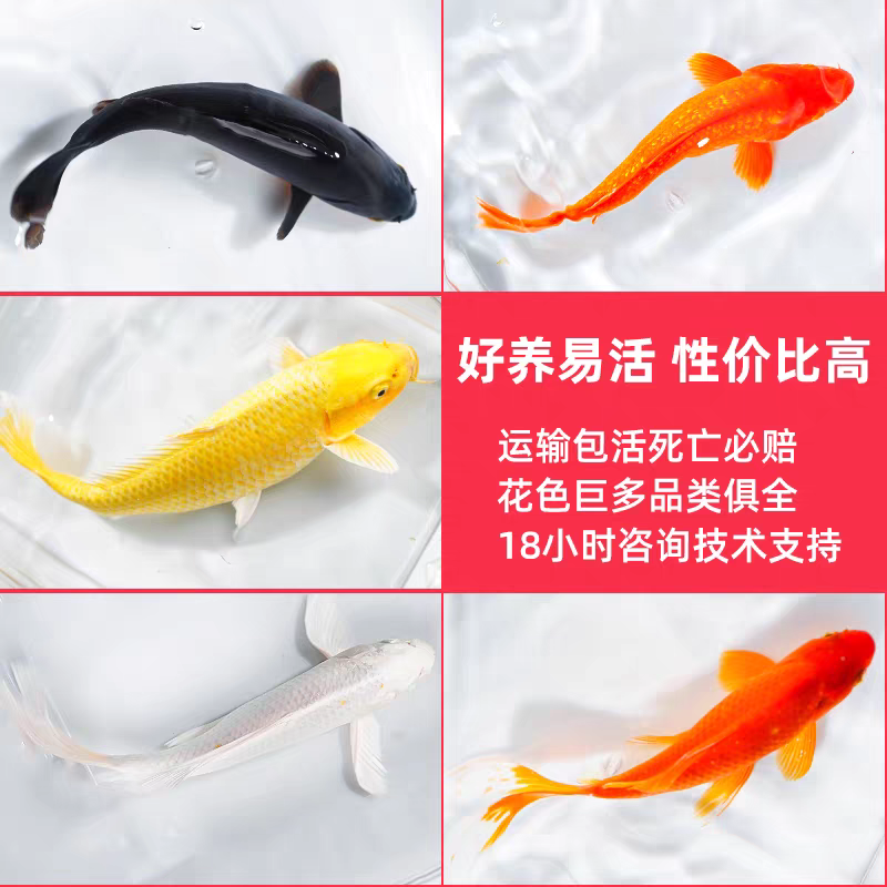 长尾冷水淡水观赏鱼锦鲤鱼活鱼金鱼小型好养红鲤鱼纯种小锦鲤