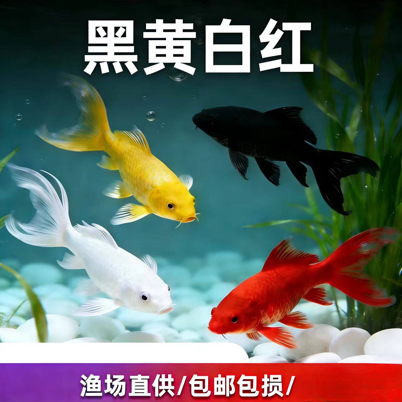 冷水淡水观赏鱼锦鲤锦鲫草金黑白黄红好养耐活金鱼包活冲氧活体鱼