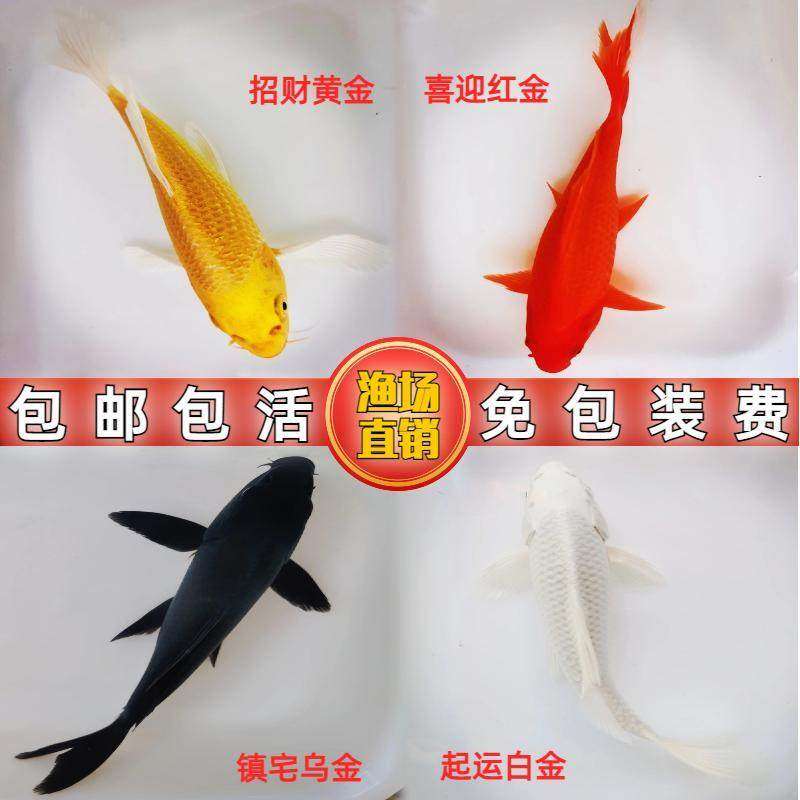 锦鲤金鱼活体冷水淡水好养耐活