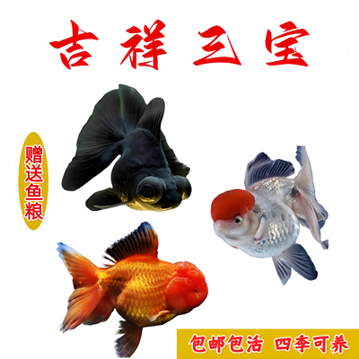 冷水金鱼观赏鱼包活懒人好养