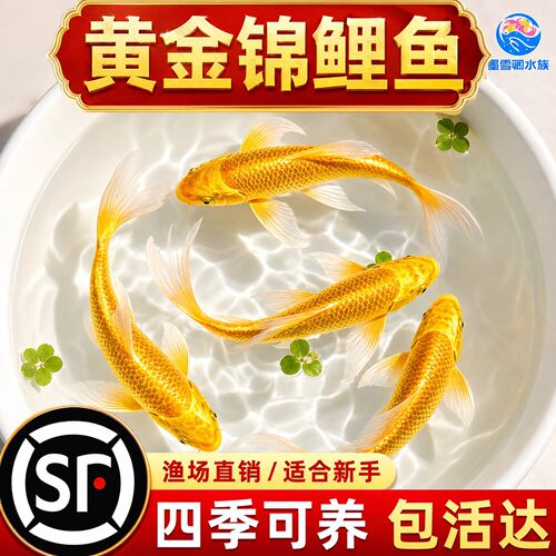 顺丰黄金锦鲤活鱼观赏鱼好养耐活自来水可养淡水冷水鱼苗活体金鱼