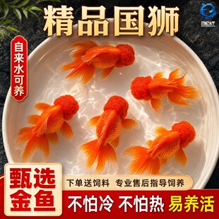 红狮金鱼活鱼观赏鱼小型淡水冷水鸿运当头金鱼鹤顶红龙睛好养耐活