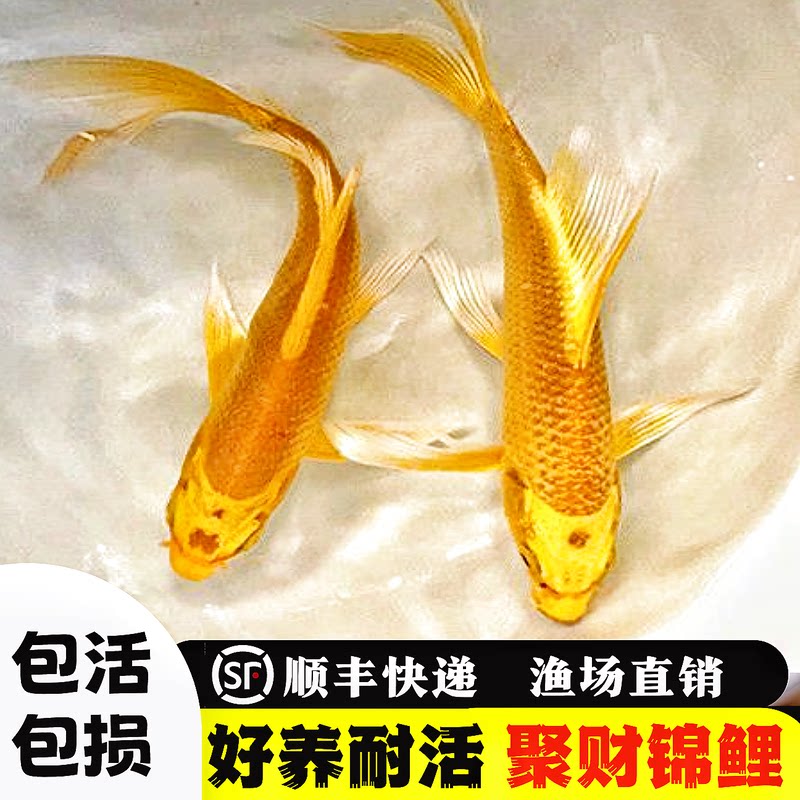 优质精选聚财黄金锦鲤鱼龙凤锦鲤好养耐活冷水观赏鱼小鱼苗金鱼